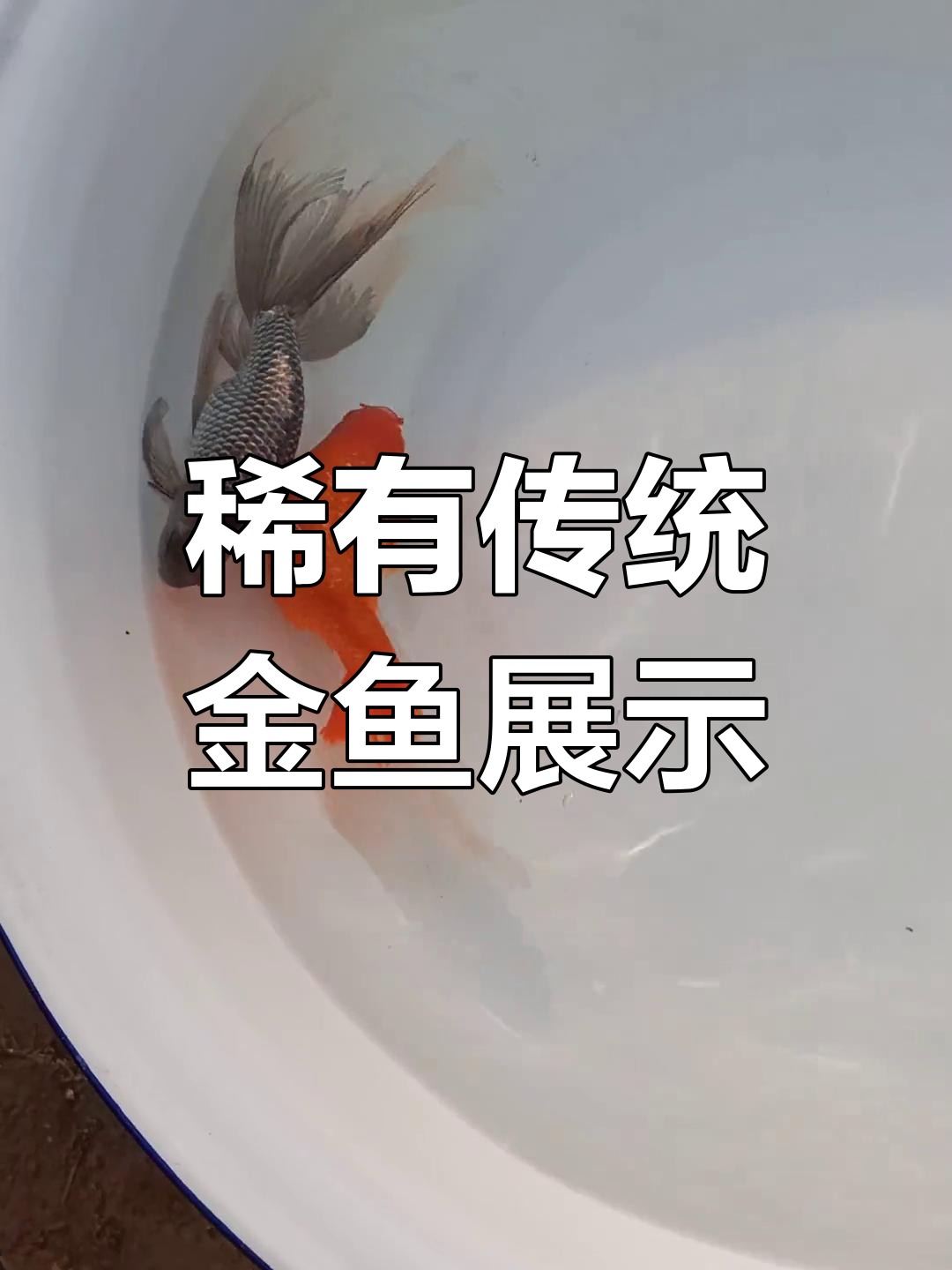 传统金鱼品种稀少,手工艺者坚守传承