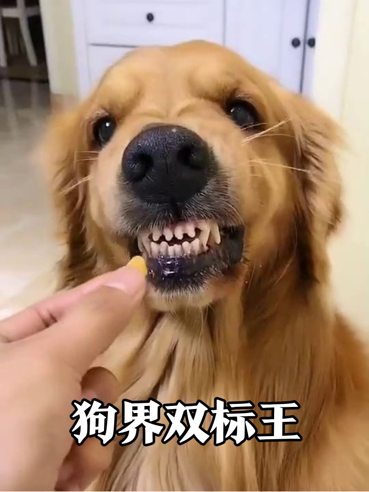 金毛吃零食变脸记:黄色秒吞红色嫌弃,狗界双标太真实