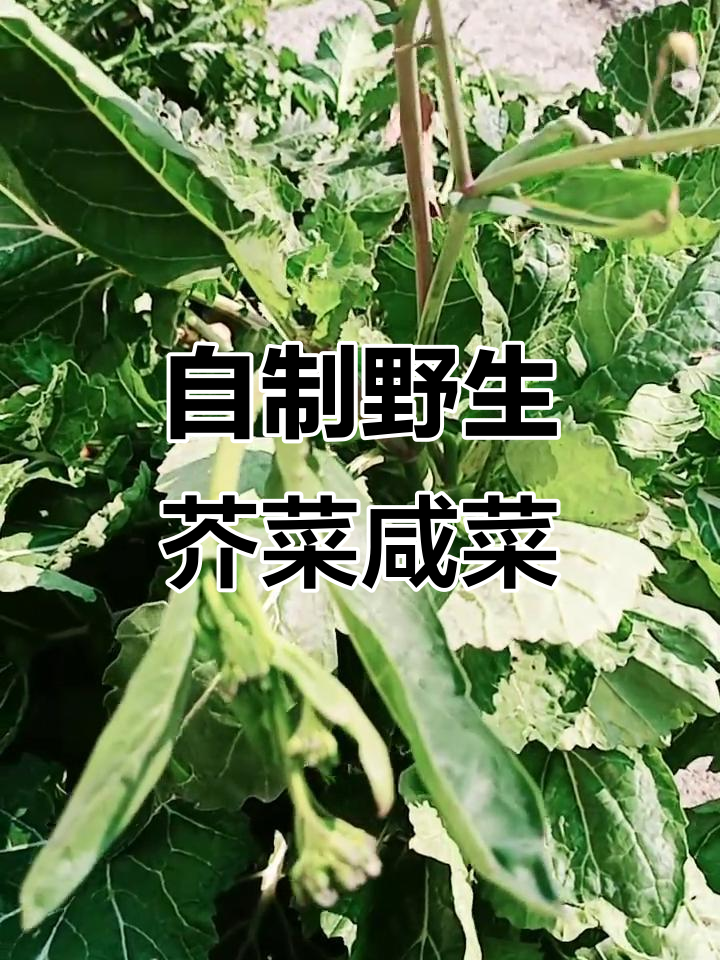 野山芥菜的美味做法,晒干腌制成瓮头菜超下饭
