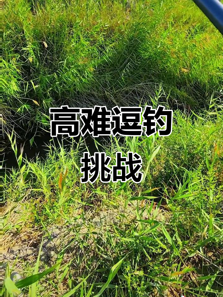 钓鱼高手挑战高难度逗钓,高清录像全程记录惊险瞬间