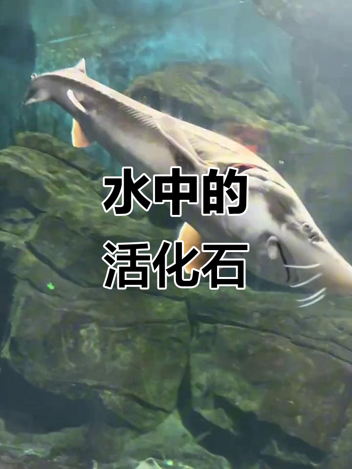 中华鲟：水中大熊猫，濒临灭绝的珍稀鱼种