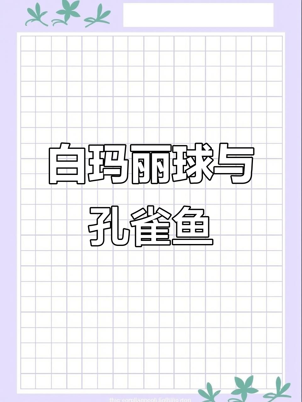 钻石眼瓷白玛丽球体,孔雀鱼也能出!