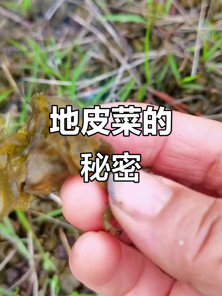 地皮菜,营养丰富,别名众多