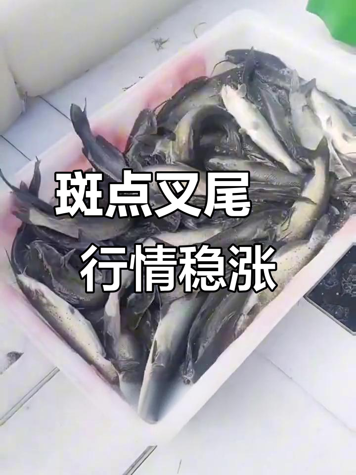 斑点叉尾鮰价格持续上涨，养殖户盈利空间扩大