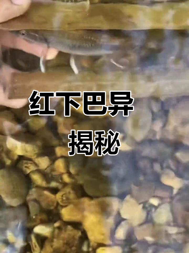 溪流钓原生鱼,解锁红下巴异鱲的秘密