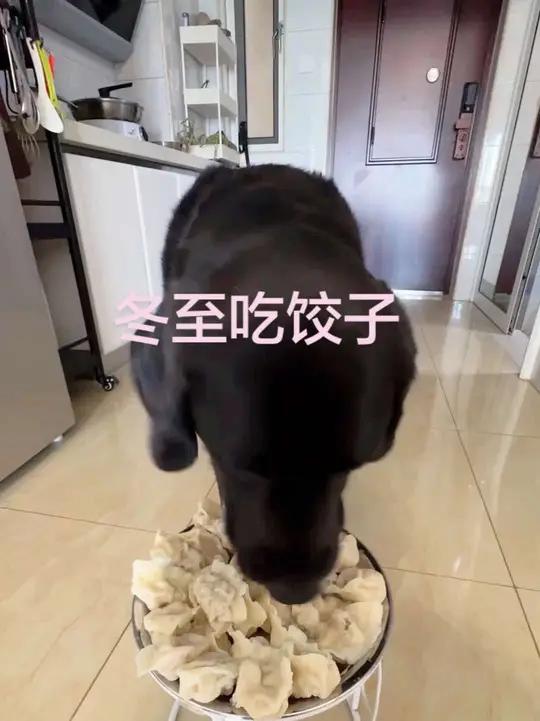 冬至北方吃饺子,不知道南方是不是也吃饺子呢!导盲犬黑萌萌吃的是牛肉胡萝卜馅的饺子。等春节的