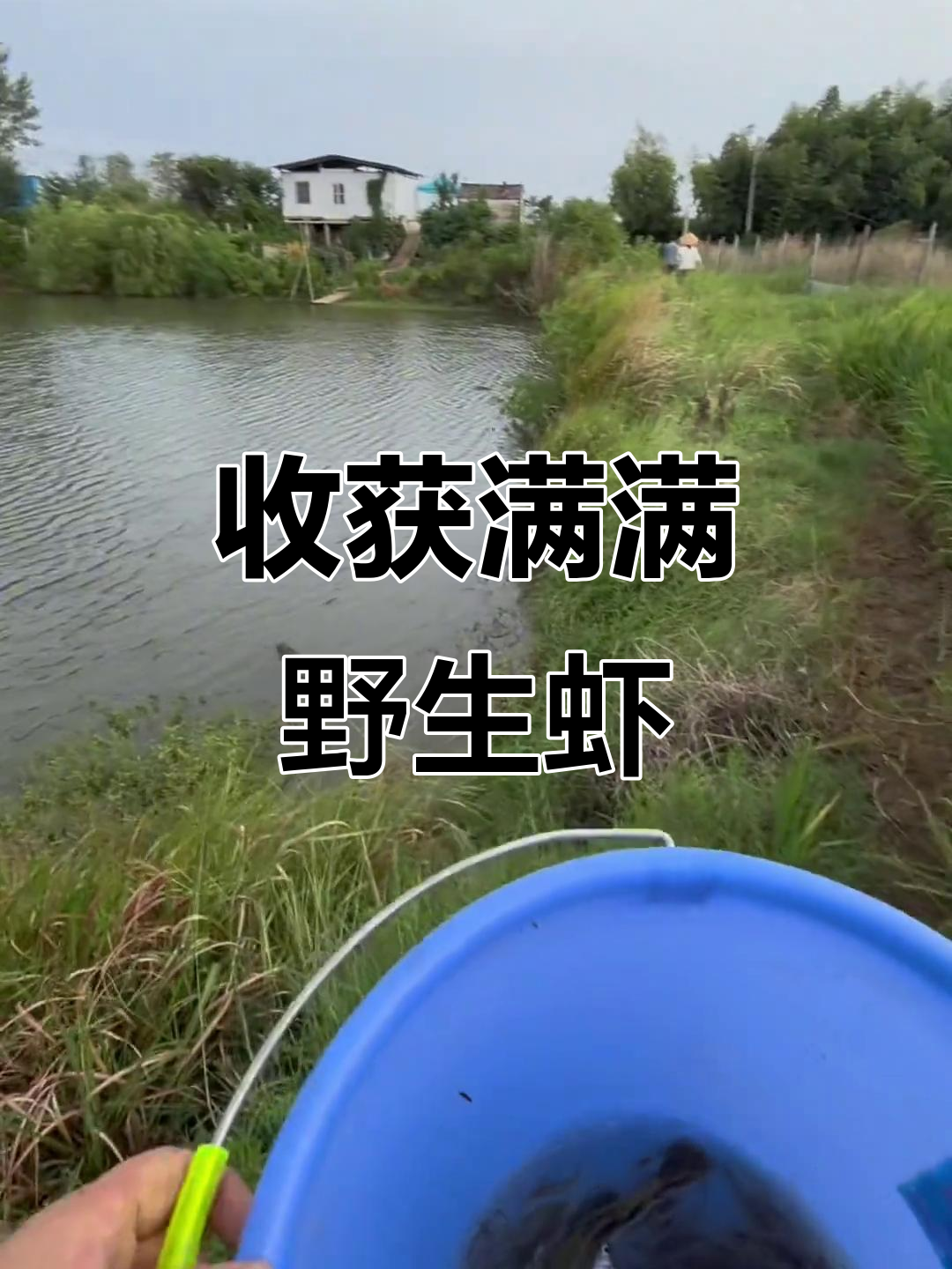 纯野生草虾大丰收,雨后田野惊喜连连