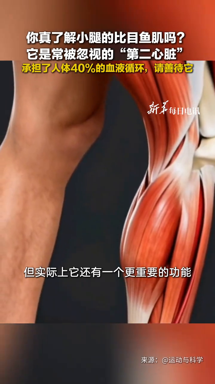 你真了解小腿的比目鱼肌吗？它是常被忽视的“第二心脏”