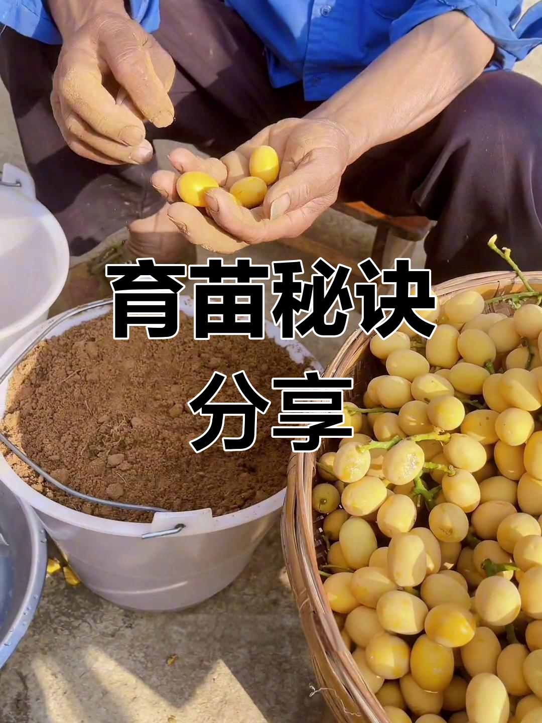 甜菜果沙藏技巧,育苗全攻略!