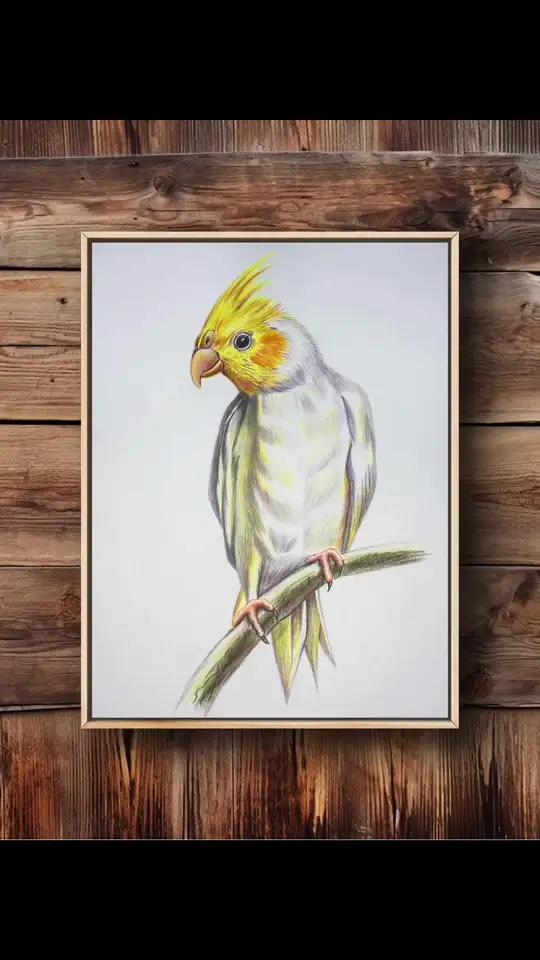 简单易学的彩铅鸟类鸡尾鹦鹉画法 彩铅 彩铅画画入门教程 画画 一起学画画 彩铅鸡尾鹦鹉画法