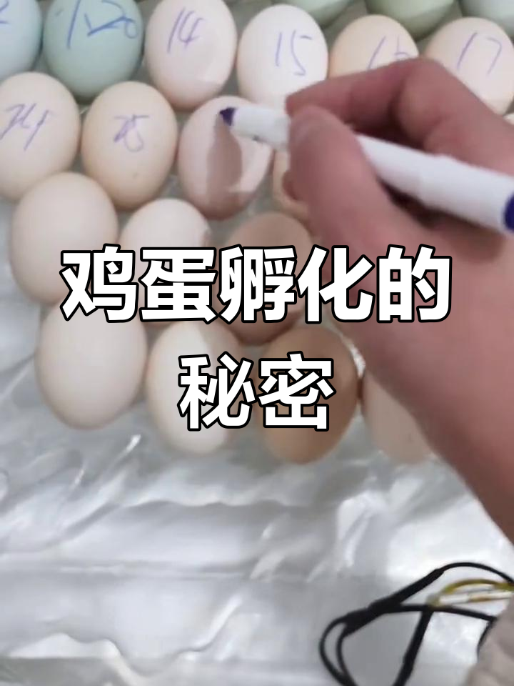 在家孵化小鸡的全过程