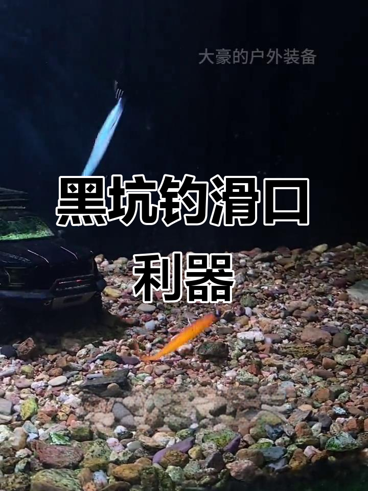 驯鱼高手刀片鱼，黑坑滑口必备神器！