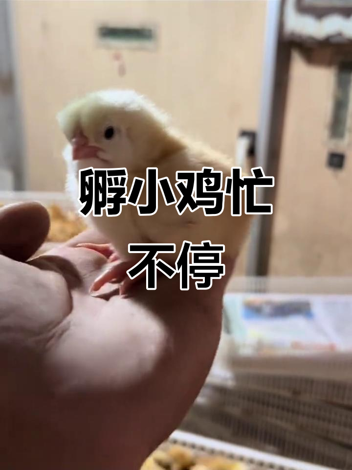 单县孵化场:小鸡破壳,日出前忙碌的早晨