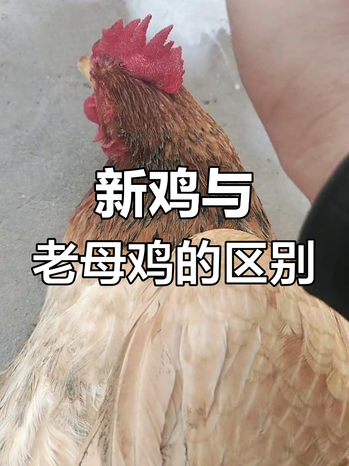 如何区分新鸡和老母鸡,教你辨别土鸡品种