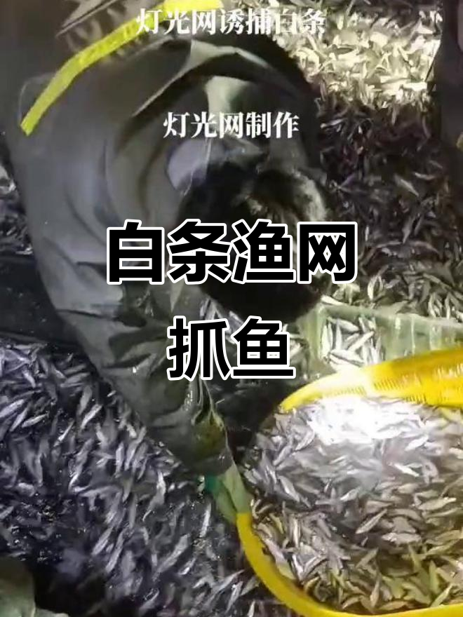 灯光诱捕网,轻松捕捉白条鱼