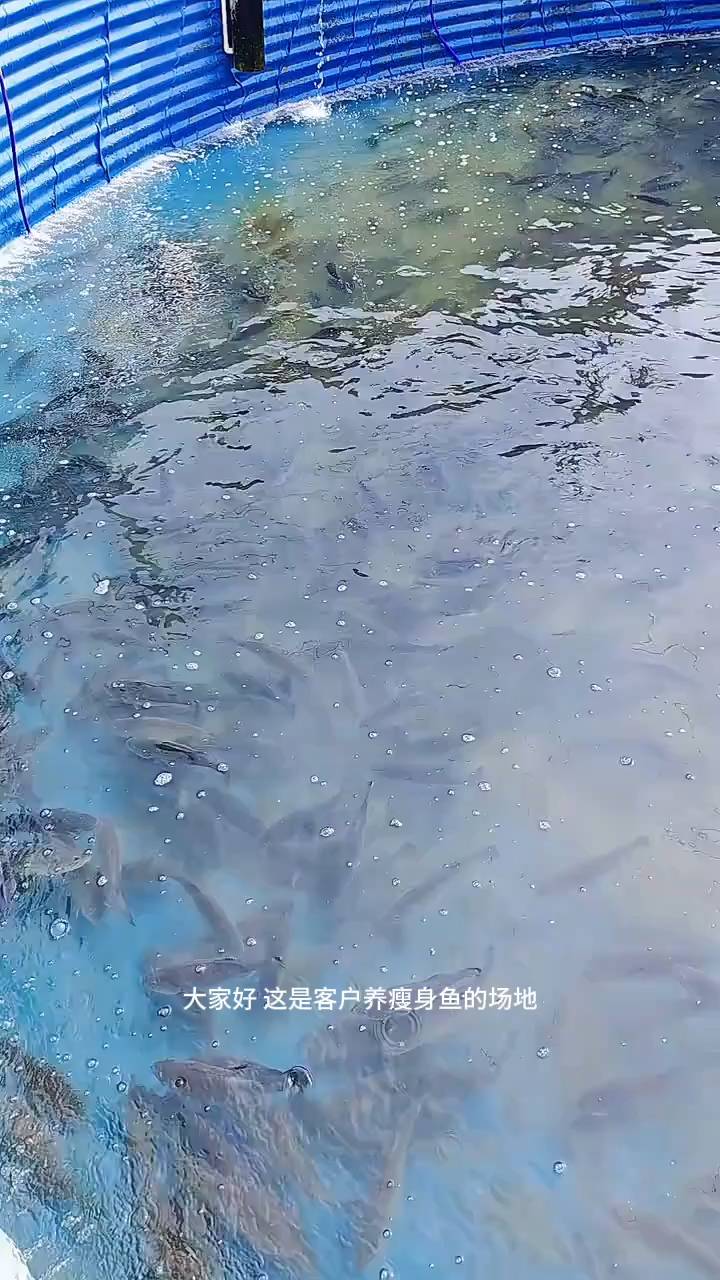 镀锌板帆布池养瘦身鱼