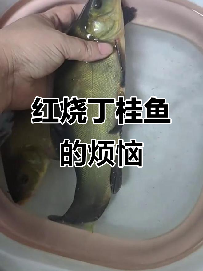东北丁桂鱼红烧挑战,胶质满满让人头疼