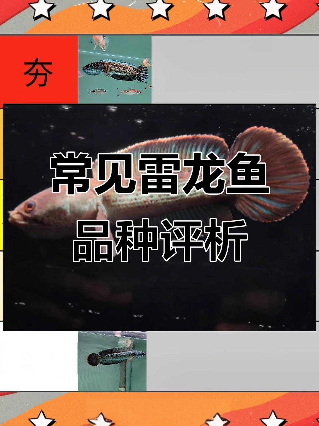 雷龙鱼九大品种全解析，黄金眼镜蛇与巴卡谁更强？