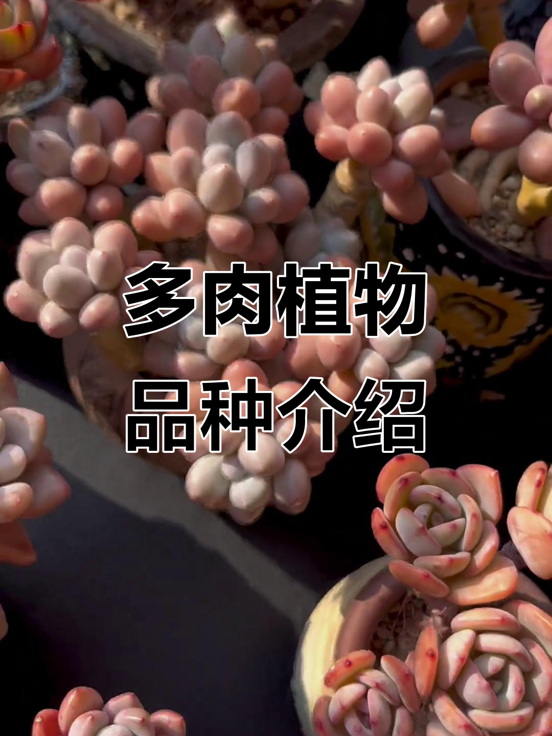 各种多肉植物大揭秘,奶酪、蛋黄奶、布如蓝等一网打尽