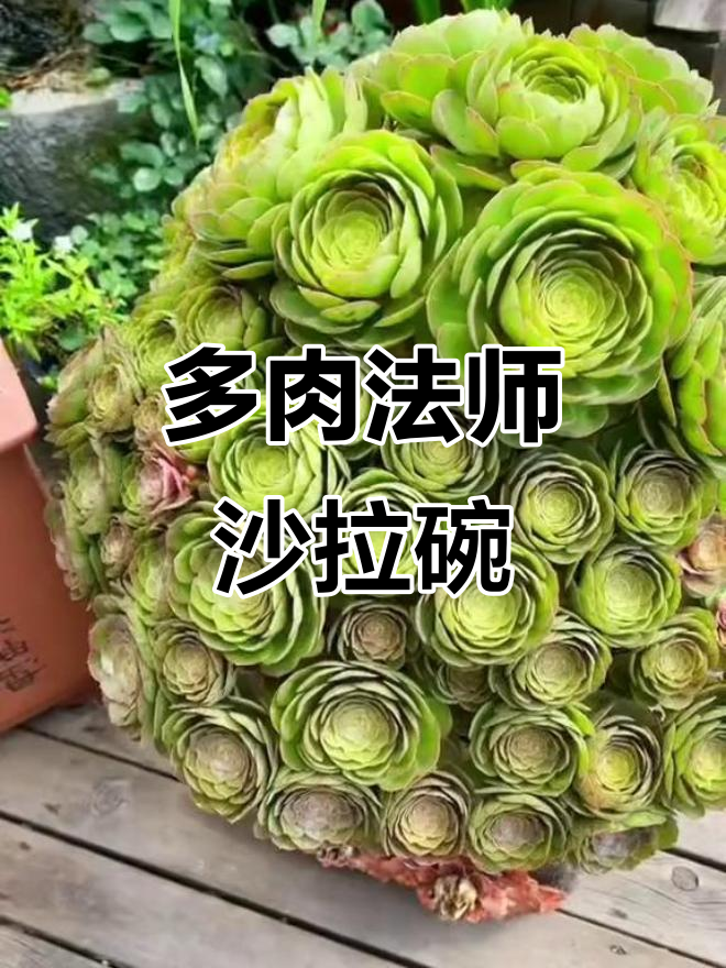 沙拉碗也能这么可爱,像极了多肉法师的造型!
