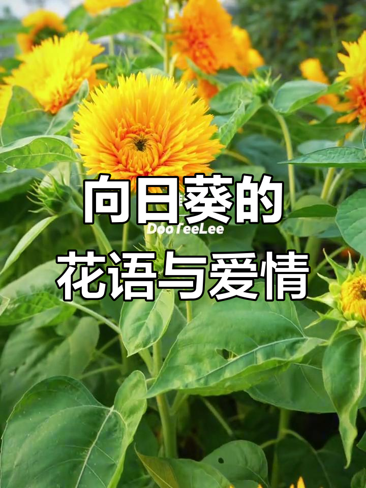 向日葵花语背后的浪漫故事,淮安南洋小馆等你来探