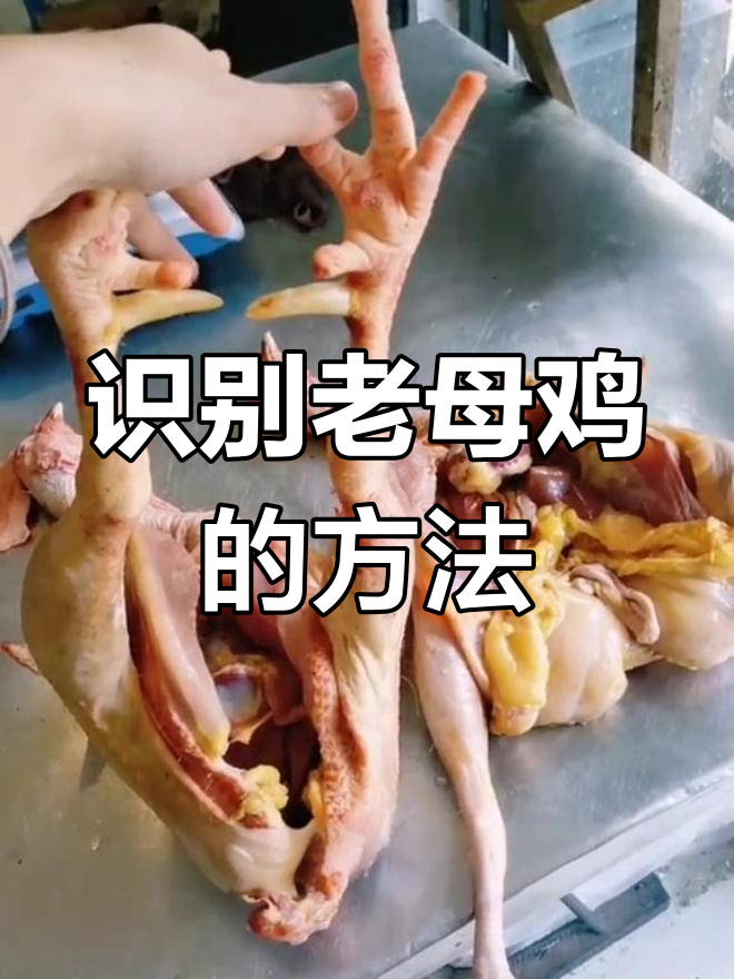 如何通过脚部特征判断老母鸡与公鸡