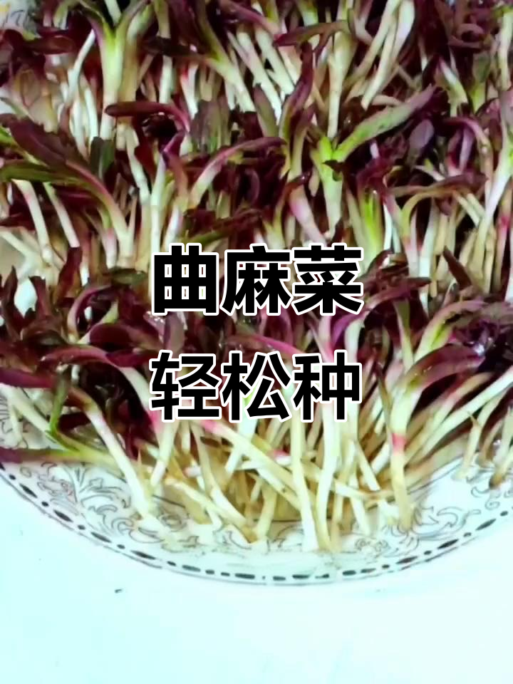 曲麻菜:山野菜的独特美味,室内种植一次采收多年