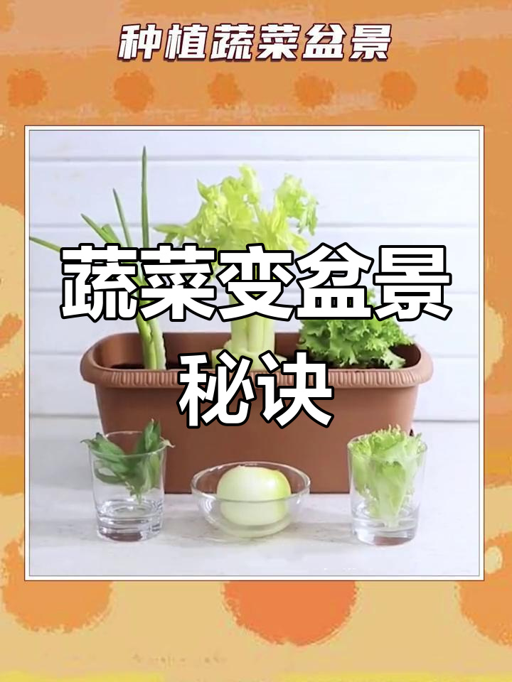 蔬菜盆景种植技巧,轻松打造蒜苗、生姜等小绿植