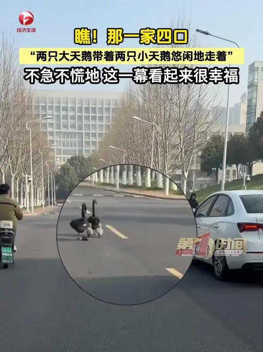瞧!那一家四口,两只大天鹅带着两只小天鹅悠闲地走着,不急不慌地 这一幕看起来很幸福。#黑天
