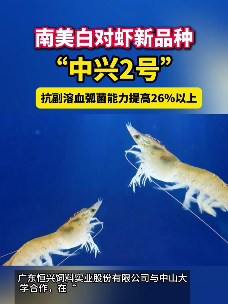 南美白对虾新品种“中兴2号”抗病力强、养殖成活率高、产量高!计划年底全国推广!南美白对虾 