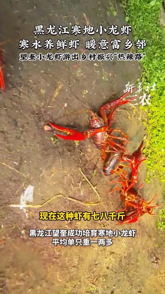 黑龙江寒地小龙虾“出笼”啦!肉质饱满、个头十足,创新技术攻克养殖难题,这个春节让它跃上你家