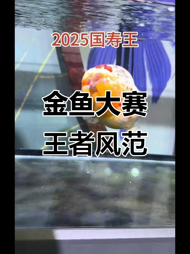 2025福鱼大赛:拳王兰寿金鱼精彩亮相,国寿王风采尽显