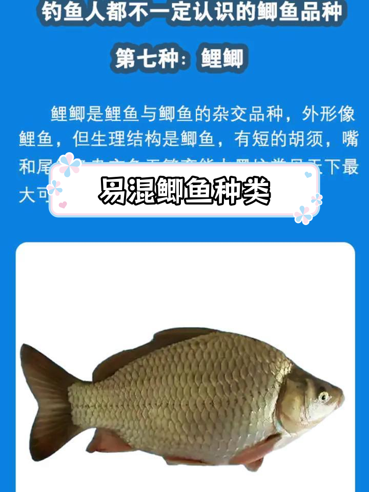 钓鱼人常混淆的7种鲫鱼品种