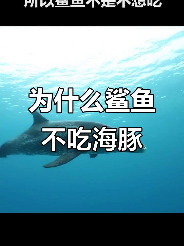 鲨鱼为何不吃海豚?速度与超声波的较量