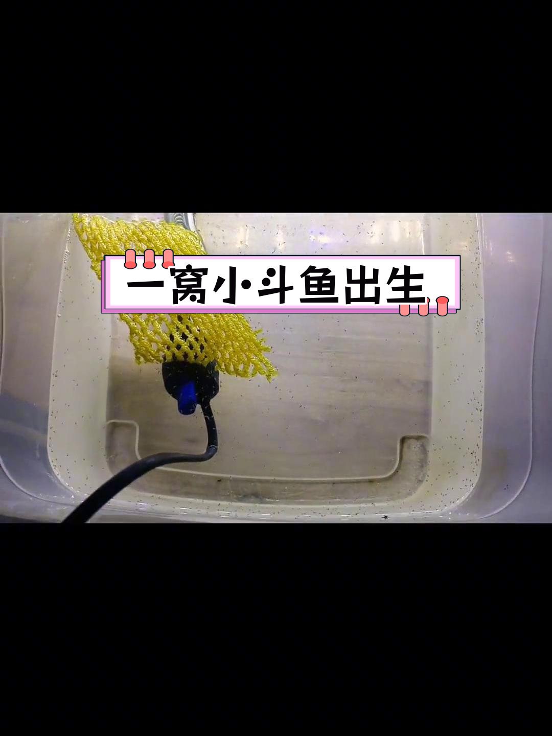 斗鱼繁殖全过程实拍