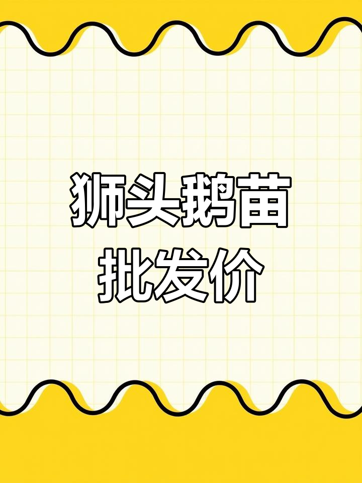 狮头鹅苗批发价格与养殖优势,家庭院落也能致富