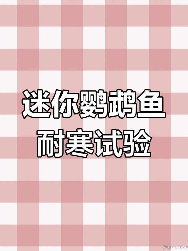 迷你鹦鹉鱼耐低温测试:14度极限挑战