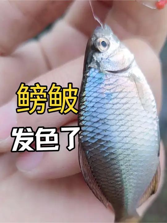 发色鳑鲏标点,钓着比路亚还过瘾,渔政看了估计都摇头,太偏了 当你微物路亚老是打龟,不妨就试