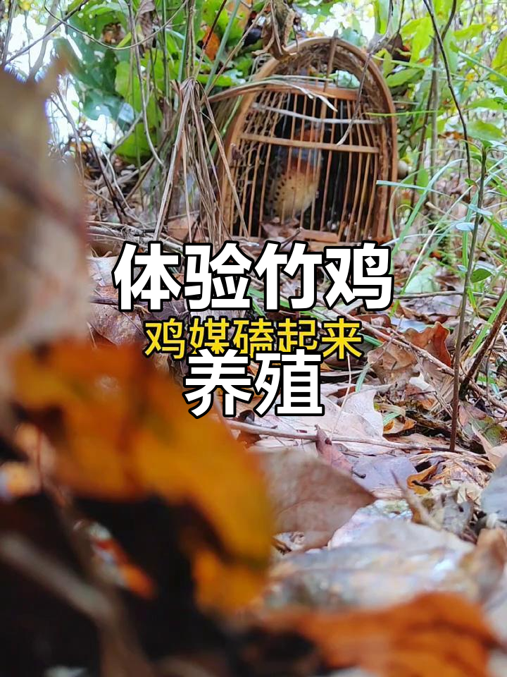 野外驯养竹鸡,观赏与互动乐趣多