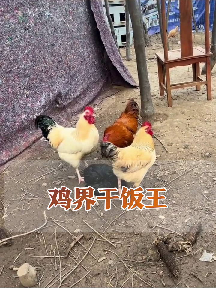 三只鸡为块肉争破头,路过黑鸡竟成最大赢家?