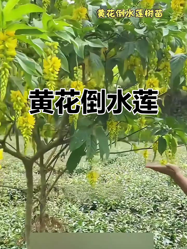 10月黄花倒水莲正当时,根部煲汤甘甜清香