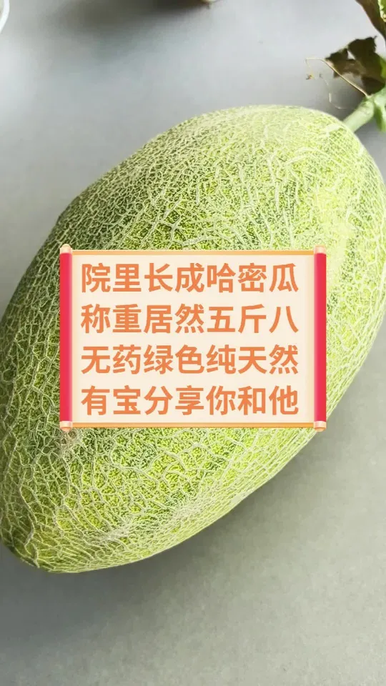 无种瓜经验竟在自家小菜园成功种出哈密瓜
