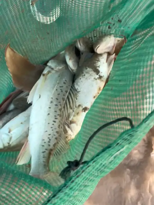 上海美女小姐姐首次赶海，抓到大鱼开心不已！