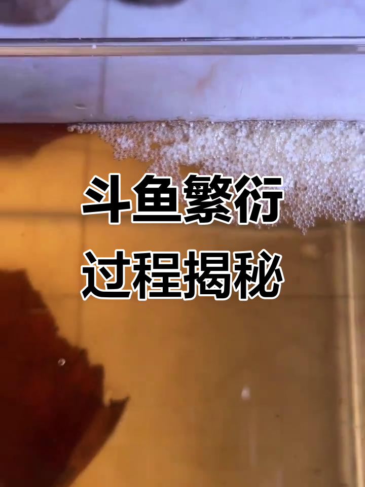斗鱼繁殖全纪录:从泡槽到产卵,轻松搞定!