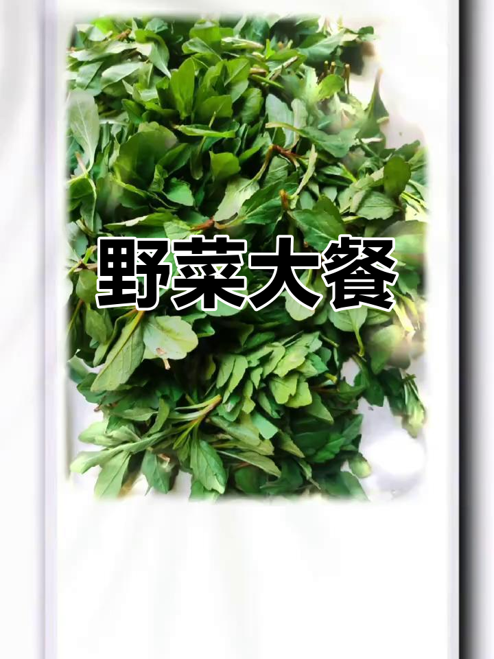 午餐野菜盛宴,马兰头炒蛋,荠菜煎制,营养美味双重享受