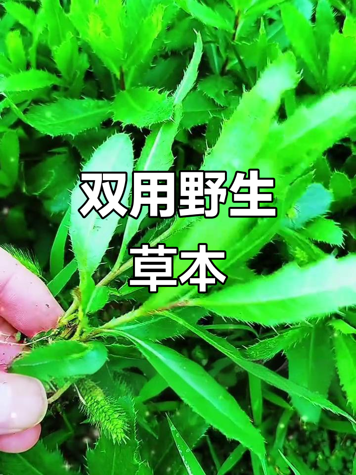 刺儿菜，既是美味野菜，又有药用价值
