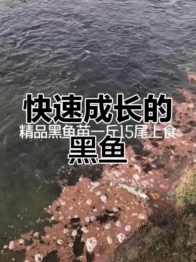 黑鱼吃海鱼小鱼,成长迅速!养殖技巧大揭秘
