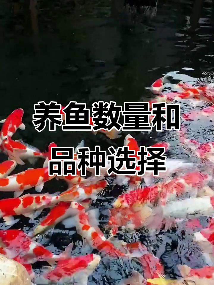 院子里养锦鲤的吉利数字与品种搭配技巧