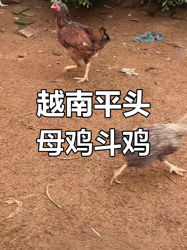 越南平头母鸡勇斗小公鸡,激烈打斗让人惊心动魄