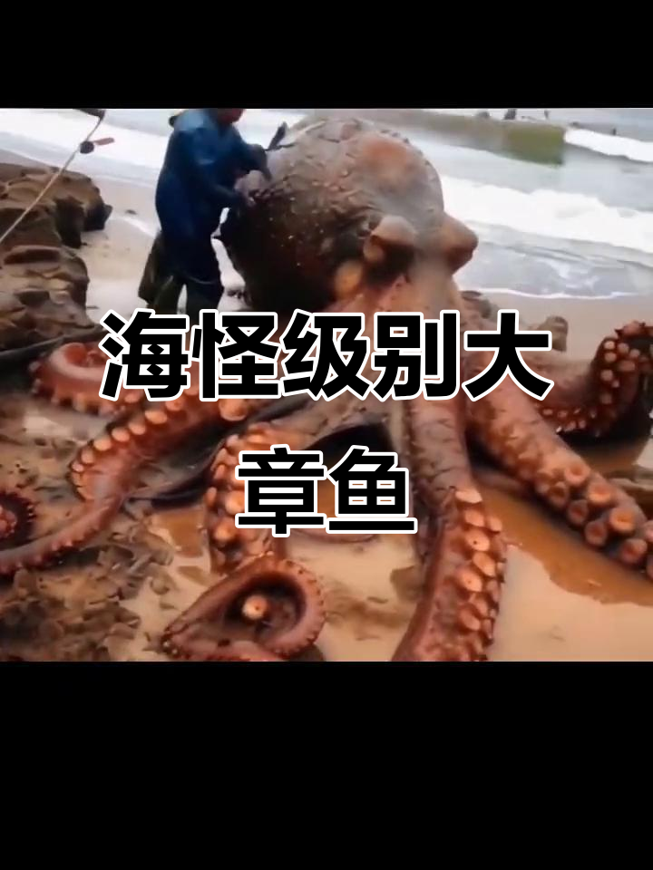 巨型章鱼现身,渔民捕获海怪级生物
